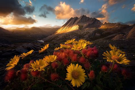 Nature Mountains Colorful Flowers Landscape Wallpapers