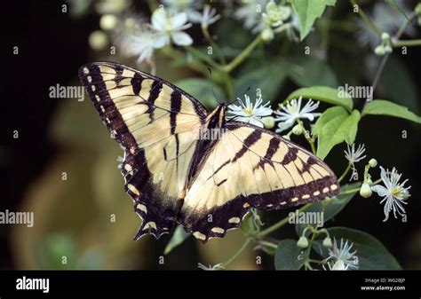 Closeup Of Tiger Swallowtail Butterfly Papilio Glaucus Nectaring On