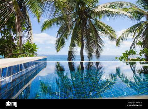 Coconut Palm Leaves Reflection In Infinity Pool Stock Photo Alamy