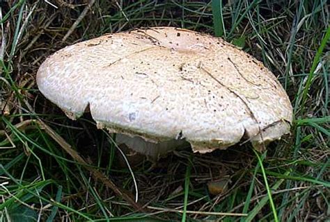 Agaricus Arvensis Horse Mushroom