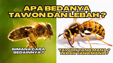 BIKIN KEPO 10 PERBEDAAN TAWON DAN LEBAH Tawon Lebah Hewan