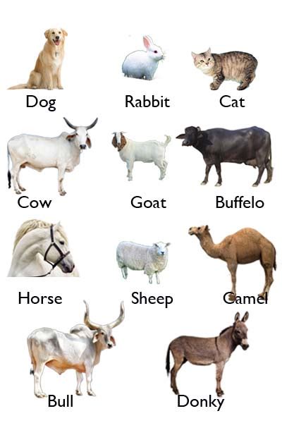 Domestic Animals With Name Domestic Animals