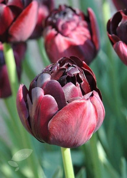 Check spelling or type a new query. Buy double late tulip bulbs Tulipa Black Hero: £2.99 ...