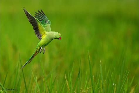 3840x2160 Resolution Green Parakeet Flying Near Green Grass Rose