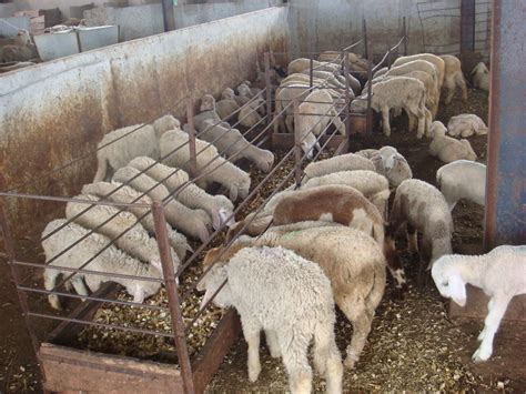 Head a flock of sheep. Farmers Diary: Leading a flock of sheep - LEISA INDIA