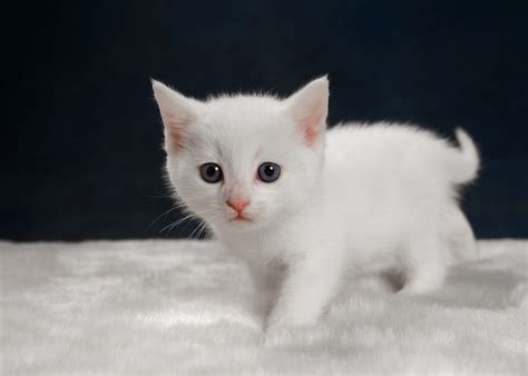 Useful Tips To Buy Adorable White Kittens