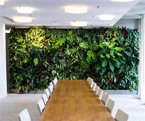 Beautiful Office Plants Sourced Installed And Maintained London