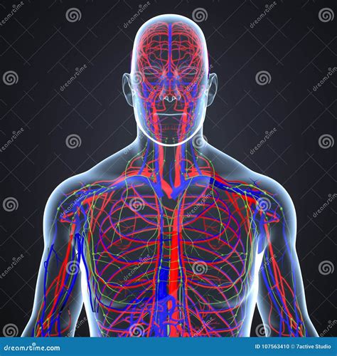 Arteries Veins And Lymph Nodes In Human Body Anterior View Stock