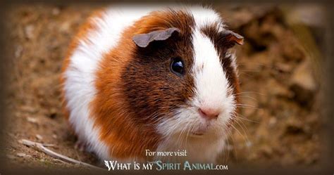 Guinea Pig Symbolism And Meaning Spirit Totem And Power Animal