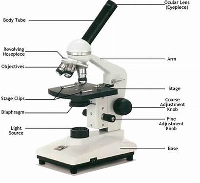 Microscope Compound Microscopes Shape Structure Cell Cells