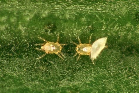 Mites In Citrus Department Of Agriculture And Food
