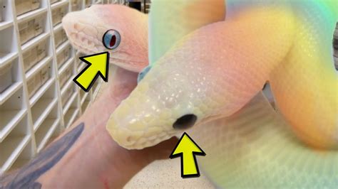 My White Rainbow Snakes Have Two Different Colored Eyes Brian