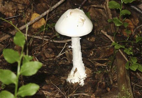 Do Not Eat These Mushrooms Found In Nj They Can Kill You