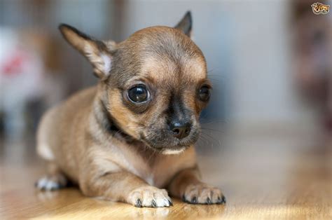 Why Do Chihuahuas And Other Small Dogs Shiver Pets4homes
