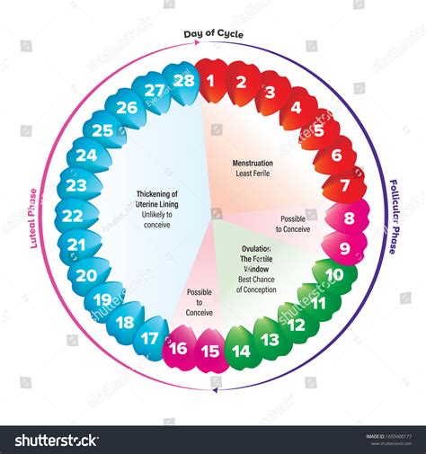 Svg Of Circular Flow Chart And The Period On Menstruation And Ovulation