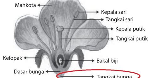 3 Fungsi Tangkai Pada Bunga Ilmusiana