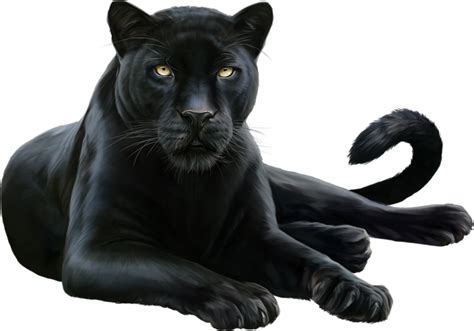 Download Blackpanther Jaguar Layingdown Black Panther Animal Png