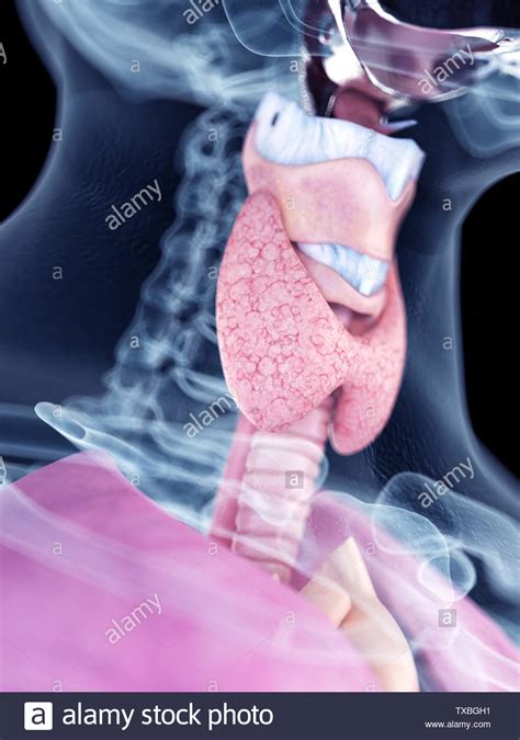 Goiter Neck Hi Res Stock Photography And Images Alamy