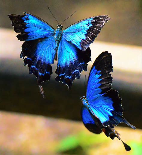 Ulysses Butterfly Kuranda Qld Australia Butterfly World K Chris