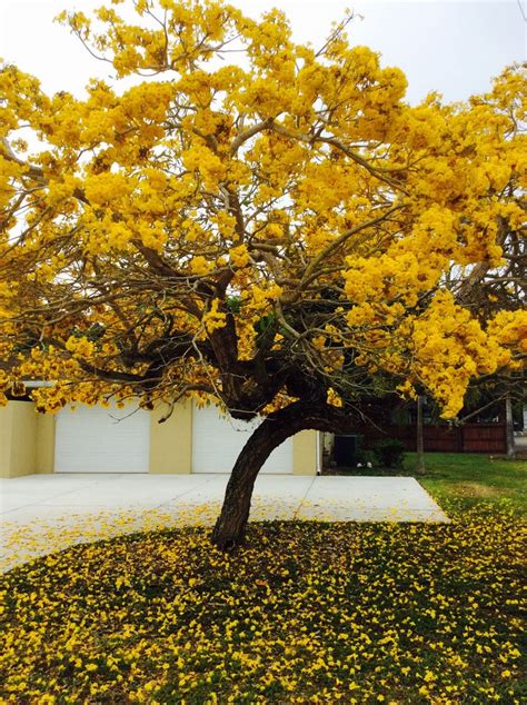 Yellow Blossom Tree Florida Flower Love