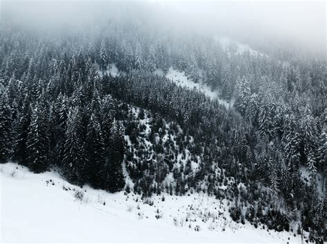 Snow Covered Coniferous Forests