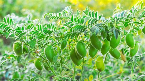 How To Grow Chickpeas Expert Tips To Grow Garbanzo Beans