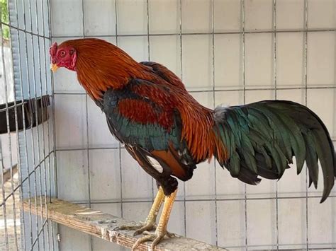 Buy Asil Chicken For Sale 1 Best Retha Hatch Gamefowl