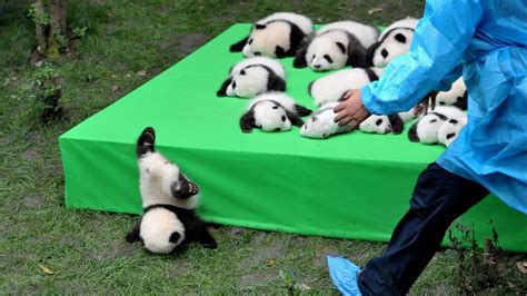 Panda Baby Panda Ted To Taiwan By China Gives Birth To 2nd Cub In