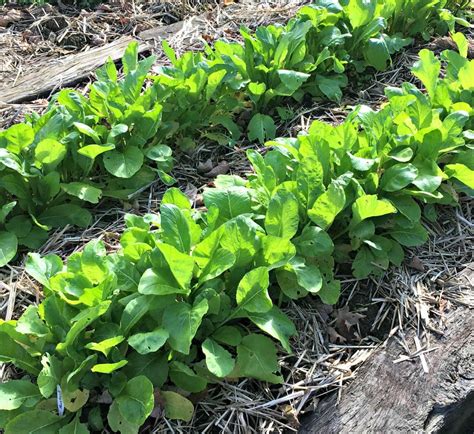 How To Grow Mustard Greens Farm Fresh For Life Real Food For Health