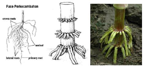Akar tunjang tumbuh di bagian bawah batang. tani makmur sejahtera: AGAR JAGUNG BERTONGKOL BANYAK