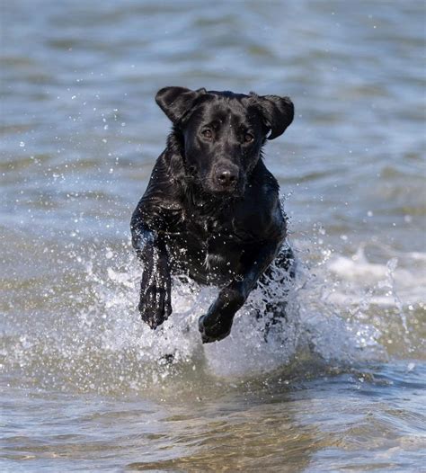 .i have one, but not for sale. Labrador retriever Indiana - Billeder af hunde - Uploaded af Annette O