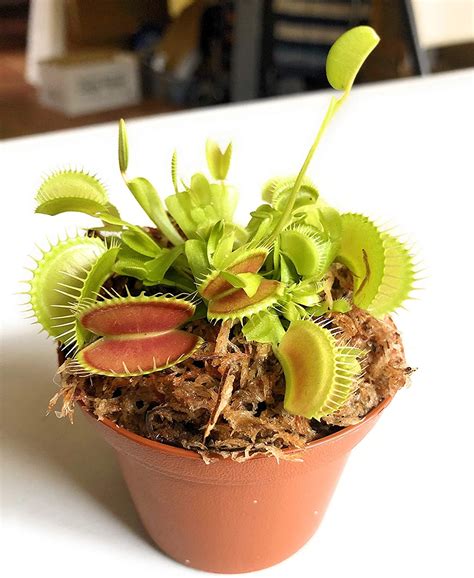 How To Make A Venus Fly Trap Terrarium Guide In 2021