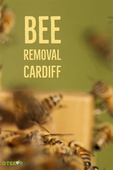 Bee Removal Cardiff Bee Removal Bee Problem
