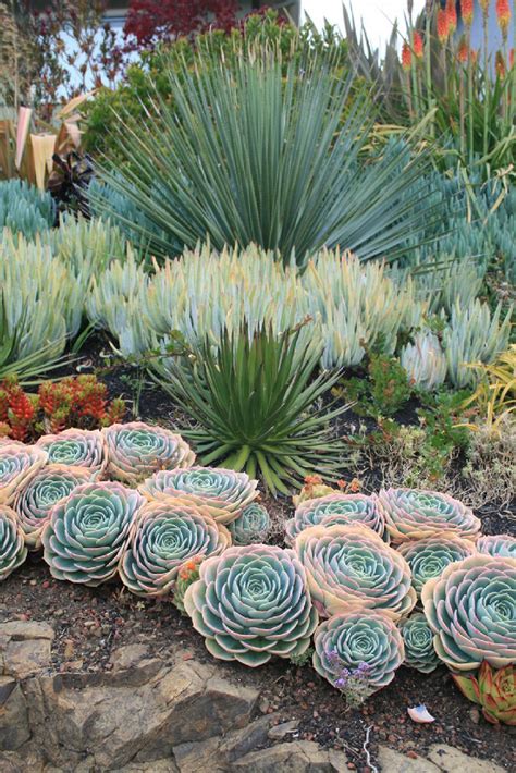 15 Gorgeous Succulent Garden Ideas For Your Backyard Planting