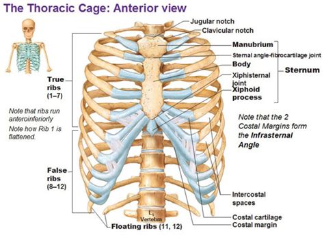 A fractured rib is very painful. human ribs - Google Search | Rib cage anatomy, Anatomy and physiology, Anatomy bones