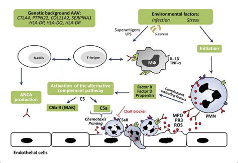 Pathogenesis Of Anti Neutrophil Cytoplasmic Antibody Anca Associated