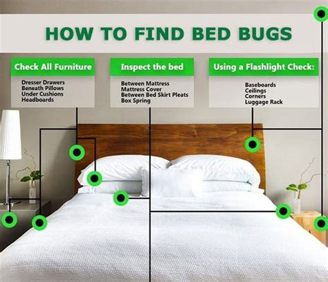 How To Find Bed Bugs What You Should Check For