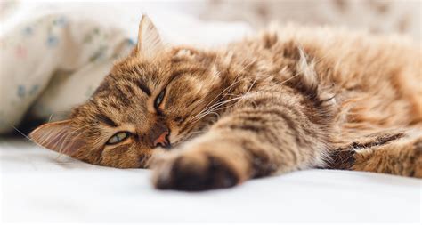 Both can result in a cat vomiting anywhere from twice per month to even daily. Why Is Your Senior Cat Throwing Up? 3 Common Causes