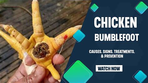 Chicken Bumblefoot Treating Chicken Bumble Foot Youtube