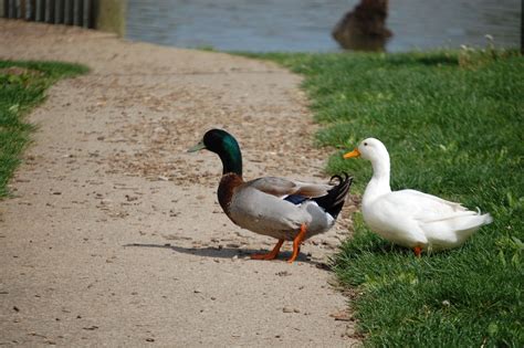 Waddling Ducks In Jacobson Park Lexington Kentucky Undeveloped Land