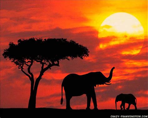 Animal Sunset Wallpapers Top Free Animal Sunset Backgrounds