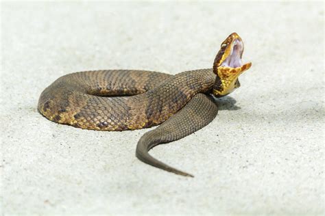 Venomous Snakes Big Thicket National Preserve Us National Park