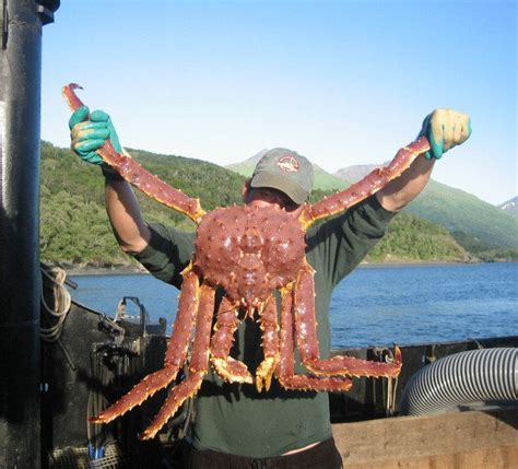 15 Things Alaskans Do Better Than Anyone Else King Crab Legs King