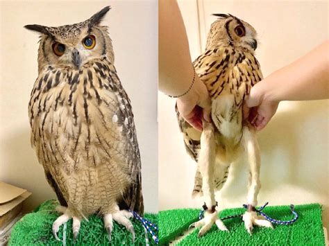 Owls Actually Have Long Legs Hidden Under Their Plumage R