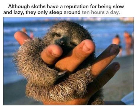 Fun And Interesting Facts About Sloths 17 Pics