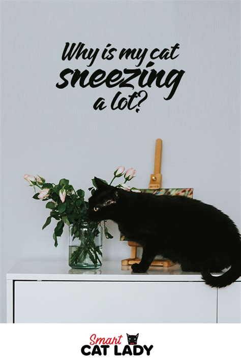 Then you have to urgently. Why Is My Cat Sneezing A Lot? | Cat sneezing, Cats, Feline ...