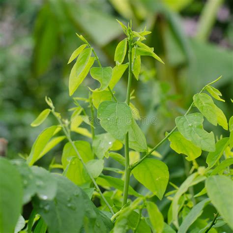 This plant is known in malay as pucuk manis in english it's sweet leave or also known as goose berries plant. Λαχανικά Manis Pucuk - Androgynus Sauropus Στοκ Εικόνα ...