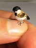 10 Smallest Birds in the World