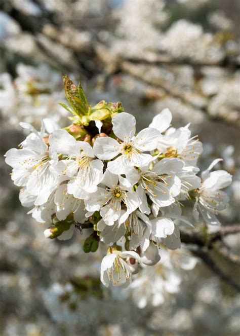 Close Up View Of White Cherry Tree Blossoms Stock Photo Image Of