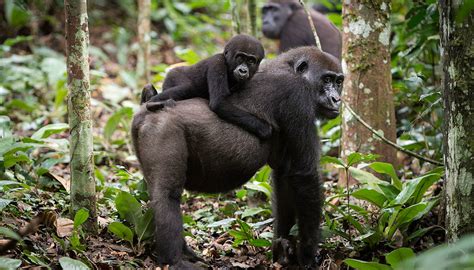 African Great Apes Chimpanzee And Gorilla Trekking Holidays Natural High